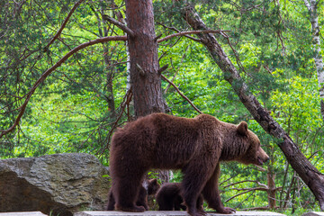 Young bear with cubs on the Transfagarasan in Romania