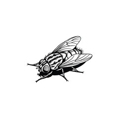 insect on white background