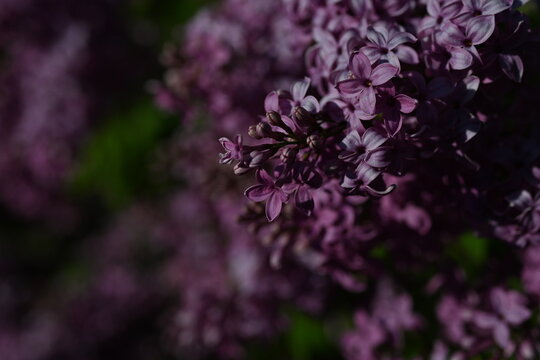 close up of lilac bloom, texture of lilac flowers	
