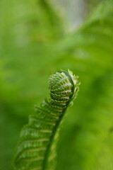 Young fern frond unfurling in spring forest. Close-up macro view of fresh green spiral leaf, symbol of growth, renewal, and natural beauty — vibrant detail of wild nature.