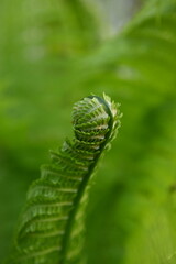 Young fern frond unfurling in spring forest. Close-up macro view of fresh green spiral leaf, symbol of growth, renewal, and natural beauty — vibrant detail of wild nature.