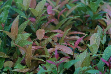 A leaf with a water drop symbolizes freshness, purity, and nature’s beauty. The droplet reflects light delicately, highlighting the intricate texture and life essence of the green leaf.