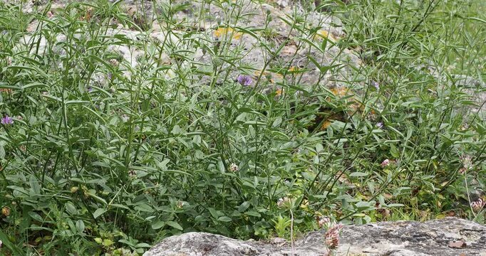 (Bituminaria bituminosa) Bushy clump of blue-flowering Arabian pea above trifoliate, mid-green, lanceolate foliage surrounding a Mediterranean landscape rock
