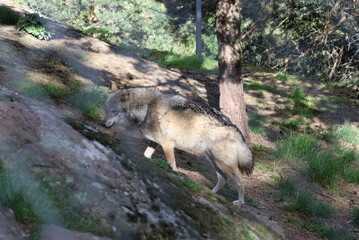 Loup, forêt, sauvage, alpes, montagne, camouflage, animaux.