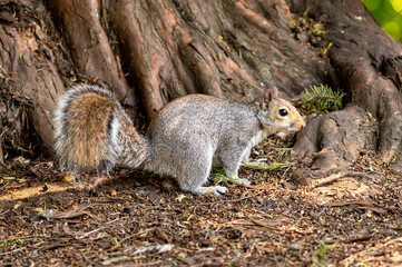 European grey squirrel, Sciurus carolinensis, perched on the ground looking for food