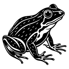 frog on white