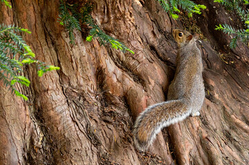 European grey squirrel, Sciurus carolinensis, perched on the ground looking for food