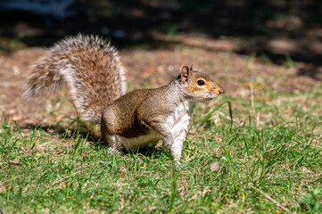 European grey squirrel, Sciurus carolinensis, perched on the ground looking for food