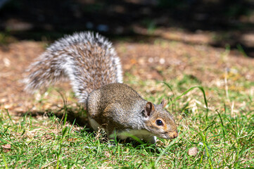 European grey squirrel, Sciurus carolinensis, perched on the ground looking for food