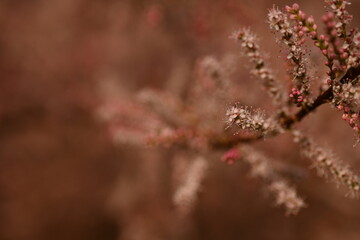 Fluffy pink flowers of Tamarix plant in full bloom. Delicate feathery blossoms captured with...