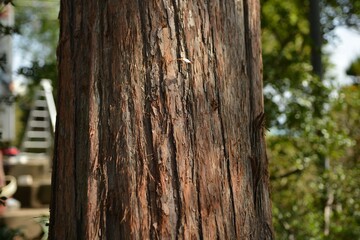 Pinus densiflora f. aurea, known as Korean golden pine, showing needles, cones, and overall shape in natural sunlight.
