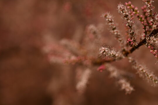 Fototapeta Fluffy pink flowers of Tamarix plant in full bloom. Delicate feathery blossoms captured with shallow depth of field, creating a dreamy and soft botanical background. Ideal for spring nature themes, fl