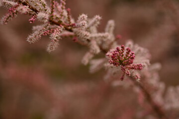 Fluffy pink flowers of Tamarix plant in full bloom. Delicate feathery blossoms captured with shallow depth of field, creating a dreamy and soft botanical background. Ideal for spring nature themes, fl