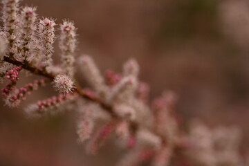 Fluffy pink flowers of Tamarix plant in full bloom. Delicate feathery blossoms captured with...