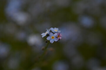 blue forget-me-not flowers, sky color flowers on a green background, evening summer evening, close-up flowers on a blurred background, natural development, photo for inspiration	
