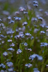 blue forget-me-not flowers, sky color flowers on a green background, evening summer evening, close-up flowers on a blurred background, natural development, photo for inspiration	
