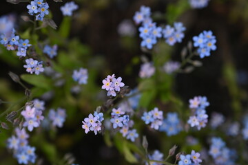 Obraz premium blue forget-me-not flowers, sky color flowers on a green background, evening summer evening, close-up flowers on a blurred background, natural development, photo for inspiration 
