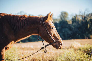 Caballo