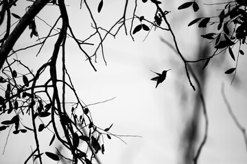 Colibrí © Yamil Duba