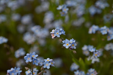 blue forget-me-not flowers, sky color flowers on a green background, evening summer evening, close-up flowers on a blurred background, natural development, photo for inspiration	
