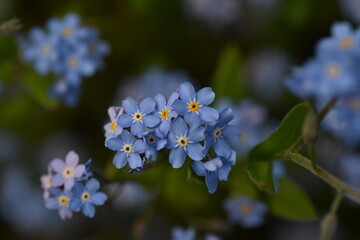 blue forget-me-not flowers, sky color flowers on a green background, evening summer evening, close-up flowers on a blurred background, natural development, photo for inspiration	
