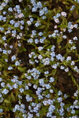 blue forget-me-not flowers, sky color flowers on a green background, evening summer evening, close-up flowers on a blurred background, natural development, photo for inspiration	
