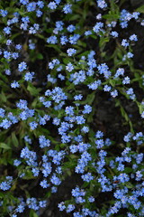 blue forget-me-not flowers, sky color flowers on a green background, evening summer evening, close-up flowers on a blurred background, natural development, photo for inspiration	
