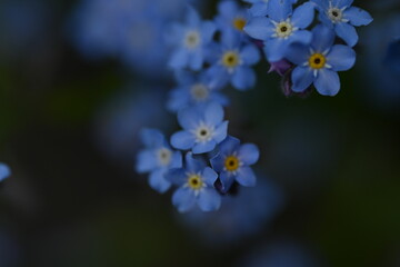 blue forget-me-not flowers, sky color flowers on a green background, evening summer evening, close-up flowers on a blurred background, natural development, photo for inspiration	
