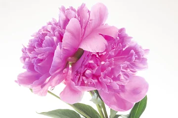 Fototapete Pfingstrosen Pfingstrose   © eliasbilly