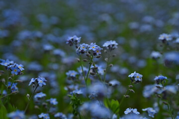 blue forget-me-not flowers, sky color flowers on a green background, evening summer evening, close-up flowers on a blurred background, natural development, photo for inspiration	
