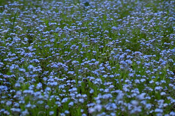 blue forget-me-not flowers, sky color flowers on a green background, evening summer evening, close-up flowers on a blurred background, natural development, photo for inspiration	
