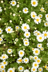 Fototapeta premium white daisy flowers texture, chamomile small flowers on green background, texture of small white flowers, mental health concept