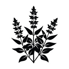 Salvias Flower Plant silhouette vector illustration