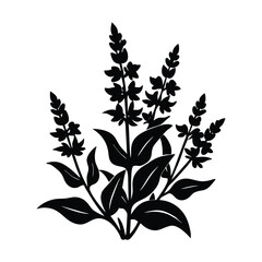 Salvias Flower Plant silhouette vector illustration
