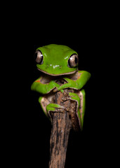 Green tree frog with big nocturnal eyes.

