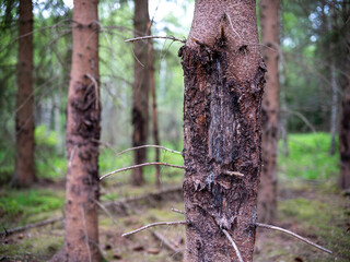 Damaged bark of a spruce tree.