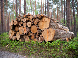 Logs of wood stacked in a pile cut in a coniferous forest. Spring season.	
