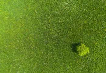 arbre sur pelouse en vue aérienne, dégradé de vert