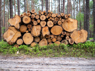Logs of wood stacked in a pile cut in a coniferous forest. Spring season.	