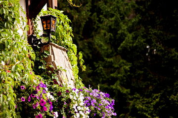 Hanging petunia flowers on the wall. Petunia flower ornamental plant. Purple, pink and white petunias..Focal point, copy space