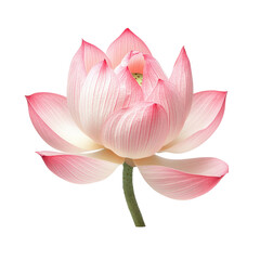 Pink lotus bloom, Beautiful captivating lotus flower on transparent background with soft gradient tones. Symbol of purity, spiritual, water lily concept. 