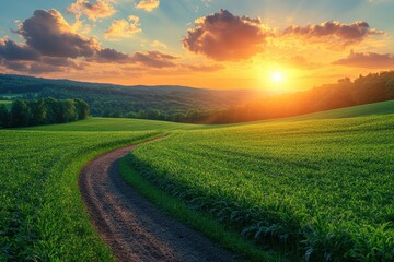 Obraz premium Serene sunset over rolling green hills with a winding dirt path through the tranquil landscape