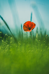 Red poppy lit by sun in green grassy meadow