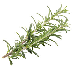 Obraz premium Fresh green rosemary herb isolated on a white background