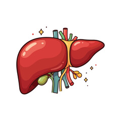 liver drawing illustration