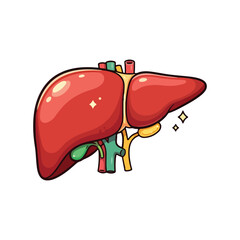 liver drawing illustration