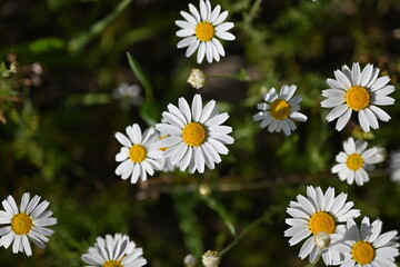 Fototapeta premium white daisy flowers texture, chamomile small flowers on green background, texture of small white flowers, mental health concept