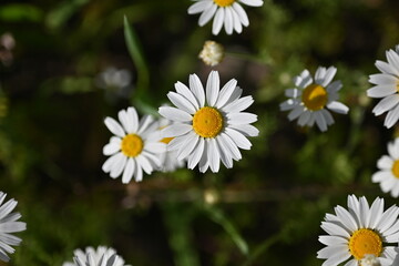 white daisy flowers texture, chamomile small flowers on green background, texture of small white flowers, mental health concept
