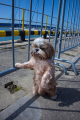 shih tzu dog is relaxing on the beach near the sea