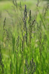 Close-up of green field cereals, macro ears of grain in a meadow